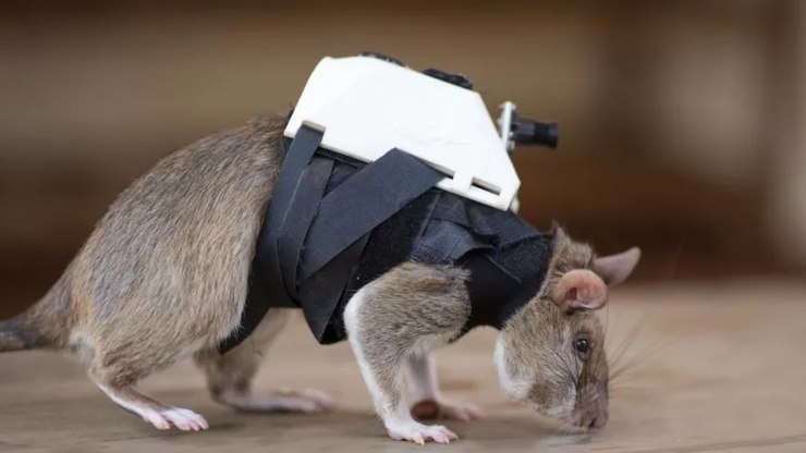 'Ratos Heróis': ONG treina roedores para resgatar pessoas em escombros