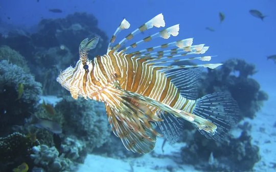 Porto Seguro paga R$ 10 por pesca de peixe-leão invasor
