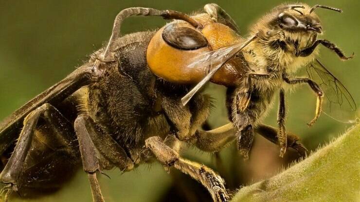 Vespa gigante assassina faz vítima — CompreRural