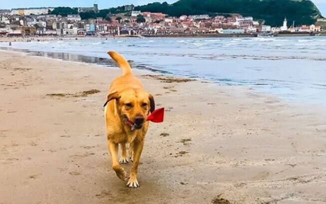 Molly pegando lixo deixado na praia 