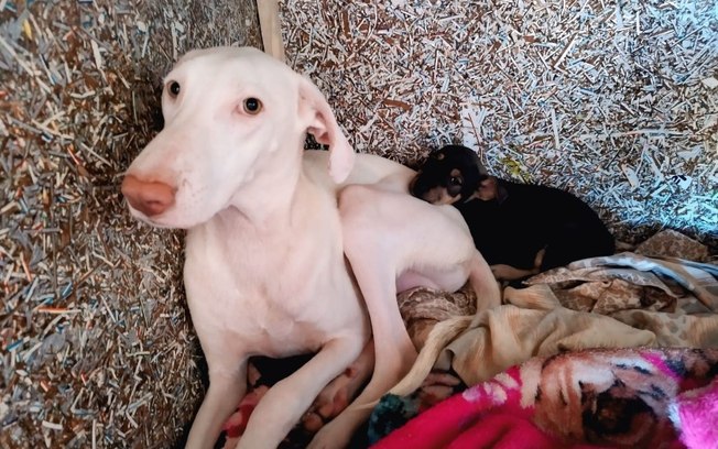 Branquinho, cão resgatado em Boa Esperança do Sul, precisa de adestrador para adoção segura