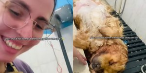 Funcionária de pet shop diverte ao mostrar cão dormindo em banho