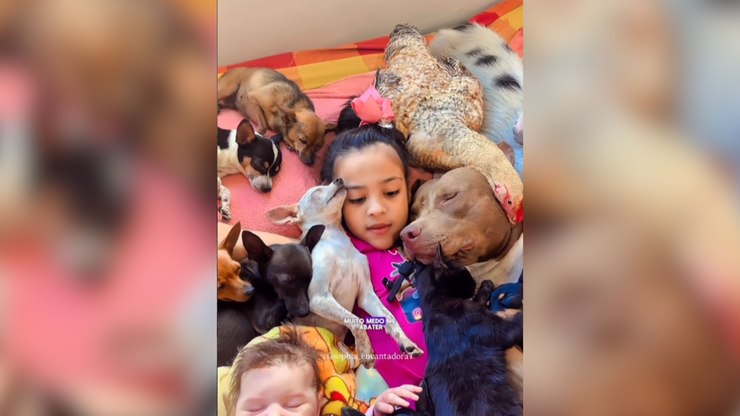 Sophia faz um pit bull dormir com uma chupeta na boca