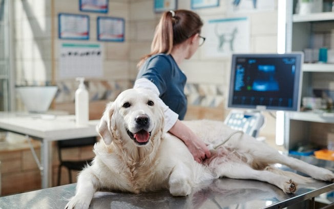 Câncer de mama em cachorras: prevenção, causas, sintomas e tratamentos