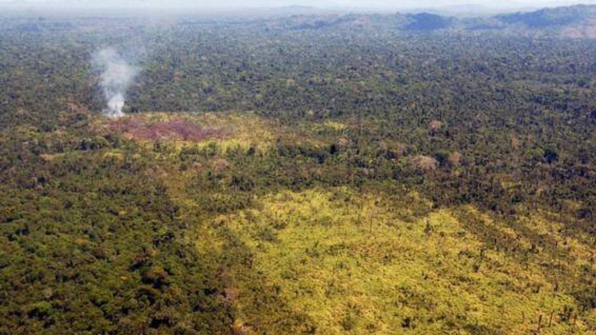 Mata Atlântica perde espaço Mata Atlântica perde espaço