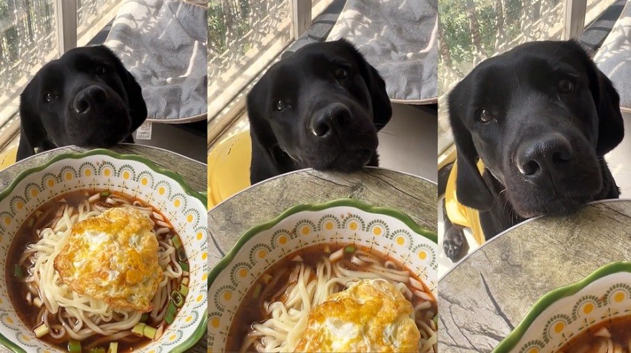 Para quem diz que sopa não é janta, essa cachorrinha parece discordar