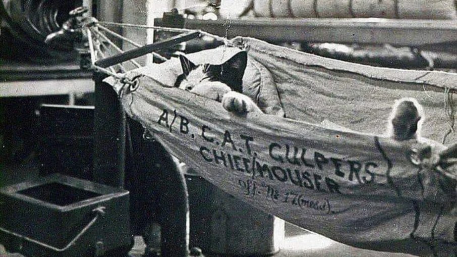 O gato de bordo 'Gulpers', Chefe Caçador de Ratos do HMS Barfleur, um contratorpedeiro britânico da Segunda Guerra Mundial, descansando após suas tarefas de caça aos rato