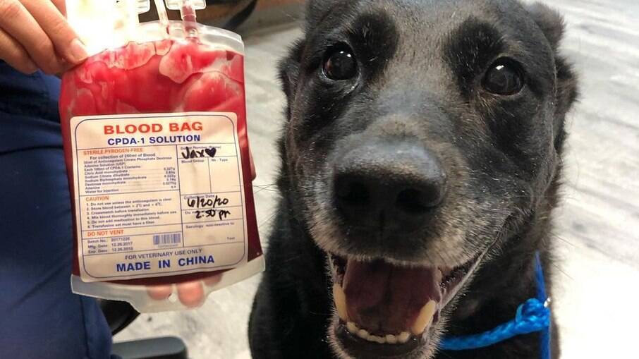Cachorro doa sangue e sorri para foto feliz por ajudar a salvar vida