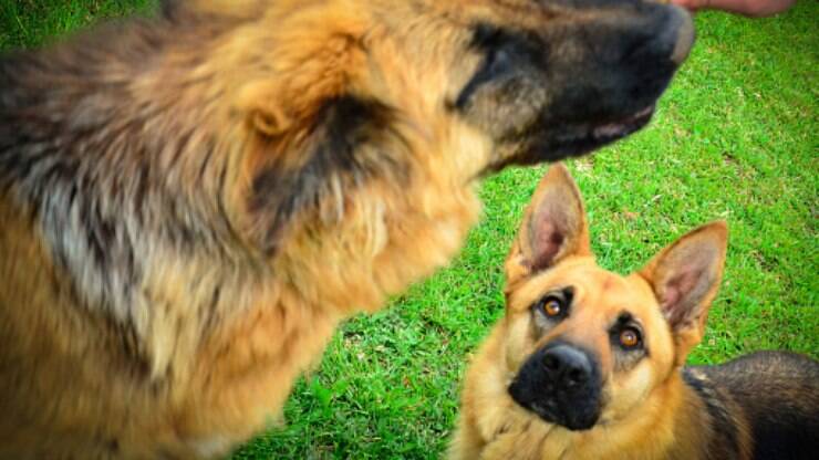 Cachorro ciumento pode sentir que a relação com o tutor está ameaçada; ajude-o