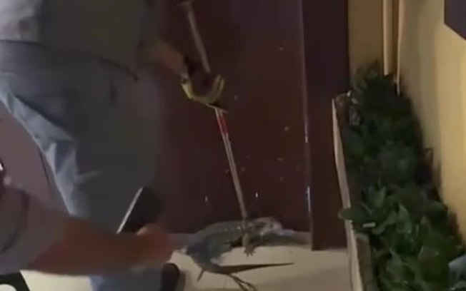 Bombeiros de Ilhabela resgatam teiú em loja de conveniência e cobra em torre de transmissão