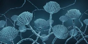 Mudanças climáticas ampliam risco de infecções por fungos