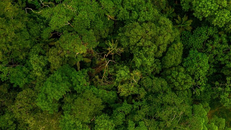 Crise climática amplia efeito do desmatamento sobre as chuvas na Amazônia