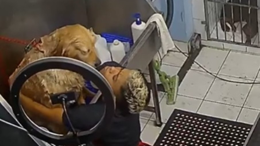 Cachorro ignora show dramático em banho e vídeo viraliza Cachorro ignora show dramático em banho e vídeo viraliza