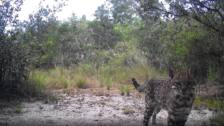 VÍDEO: Menor felino do Brasil é filmado em Porto Alegre