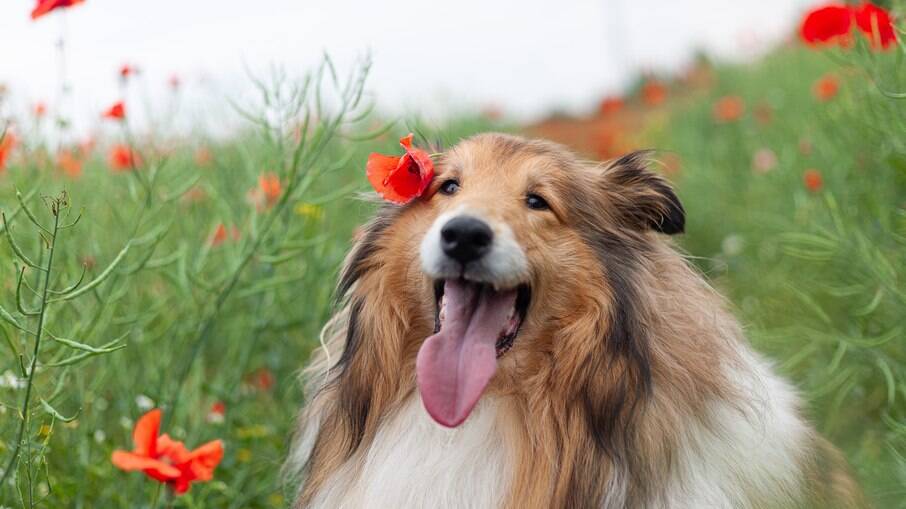 A Rough Collie é a variação mais famosa, muito disso se deve ao sucesso da série de filmes 'Lassie'