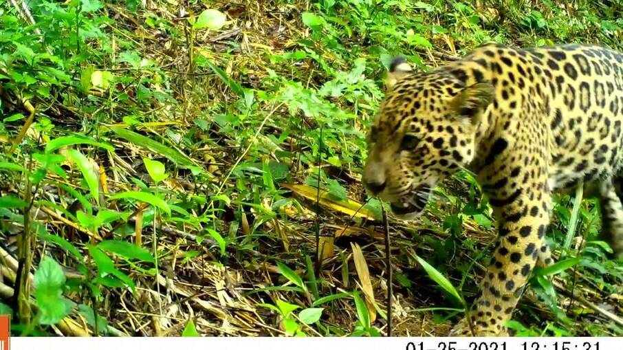 A cena é rara e indica que o habitat desses animais está se recompondo