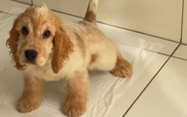 Cachorro aprende a fazer xixi no lugar certo e tutora comemora D3cejc3hgf3wt03vkjf8dzmrx