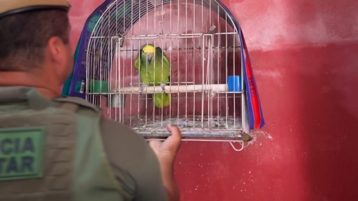 Polícia Ambiental autuou a responsável pelo imóvel e aplicou uma multa administrativa