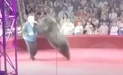 Vídeo: Ursa de circo se revolta e ataca treinador 