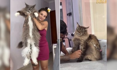 Gato rouba a cena na web com tamanho impressionante