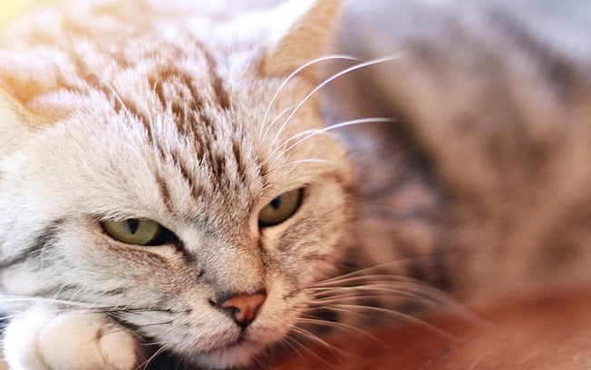 Descubra quais são as raças de gatos que vivem mais tempo