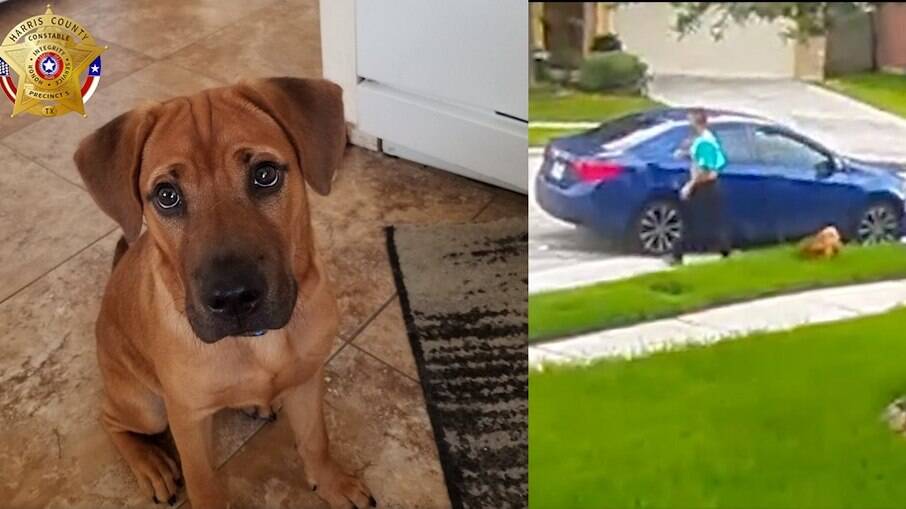 Homem flagrado abandonando cachorro é procurado pela polícia 