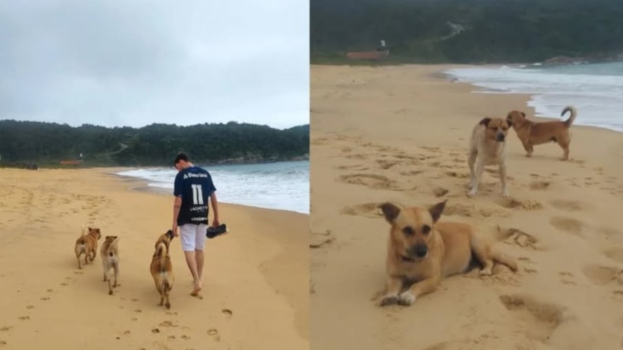 Animal era conhecido pelos moradores do bairro Estaleiro e fazia parte da rotina da comunidade