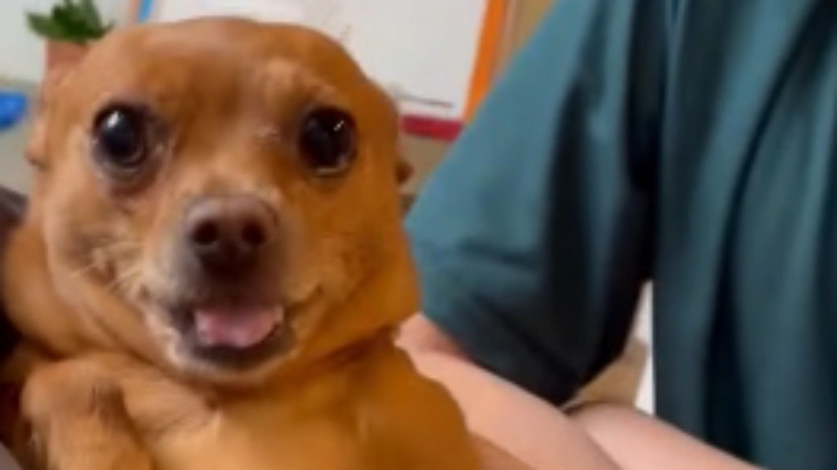 Momento%20de%20tens%C3%A3o%20ao%20cortar%20unhas%20de%20cachorrinha%20viraliza