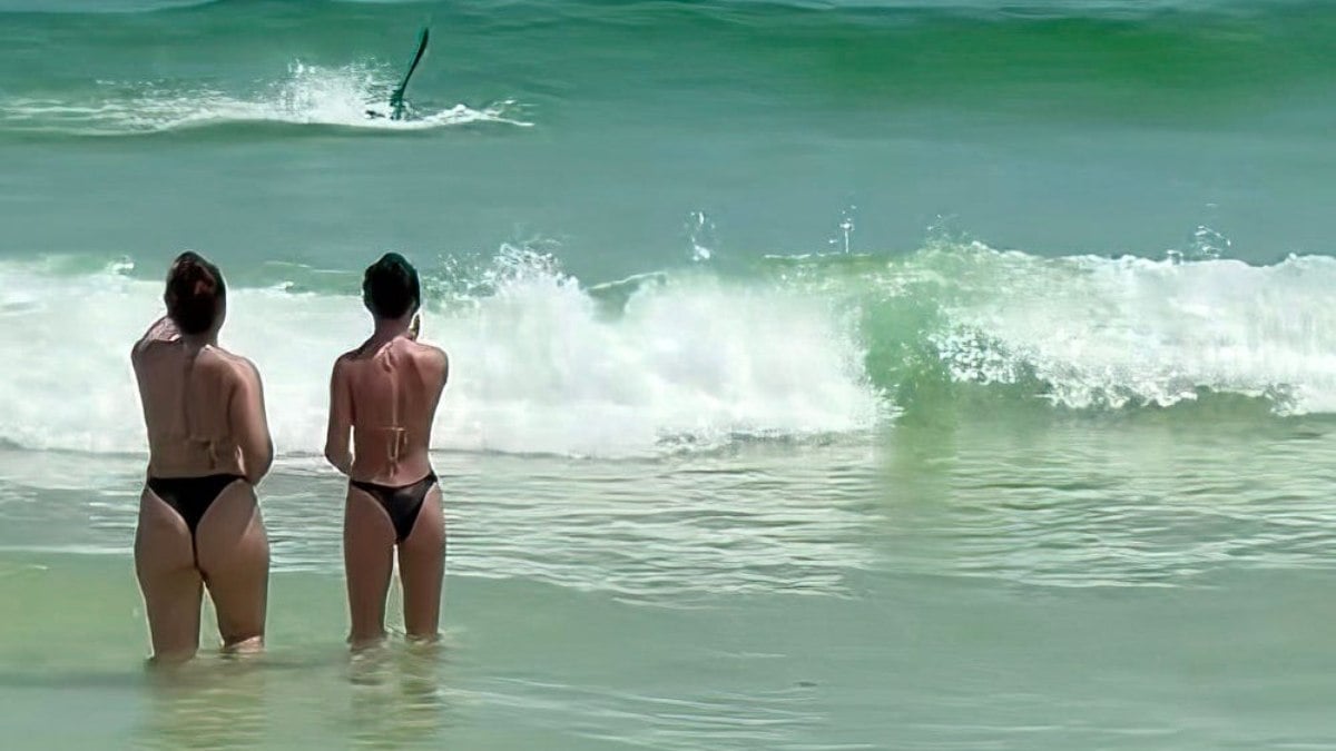 Tubarão ataca pelicano em praia da Flórida; assista
