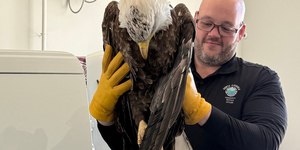 Águia americana é resgatada ferida em rodovia