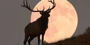 "Lua do Veado" poderá ser vista no Brasil a partir de hoje