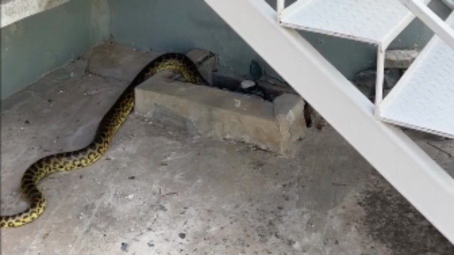 Fotógrafa registrou o momento em que a cobra invade o local Fotógrafa registrou o momento em que a cobra invade o local