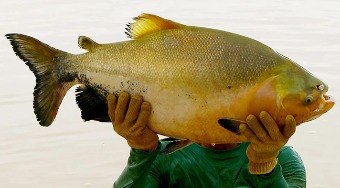 T%C3%A9cnica%20acelera%20crescimento%20do%20tambaqui%20em%20104%25