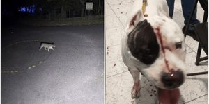 Dona de pitbull atacado por onça usa som alto para afastar animal