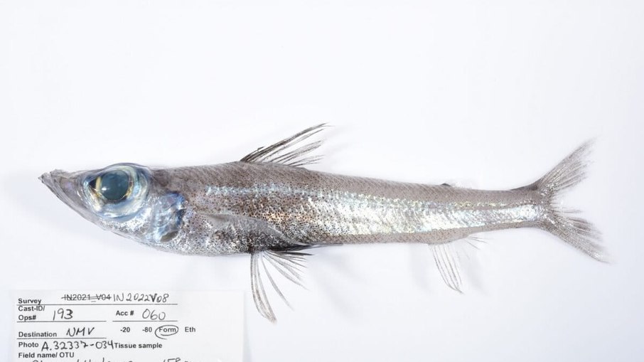 Nova espécie de peixe-de-olhos-verdes (Chlorophthalmus sp.) coletada durante a expedição Nova espécie de peixe-de-olhos-verdes (Chlorophthalmus sp.) coletada durante a expedição