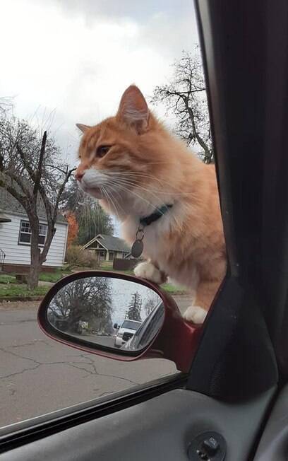 Gato antes de entrar no carro de April