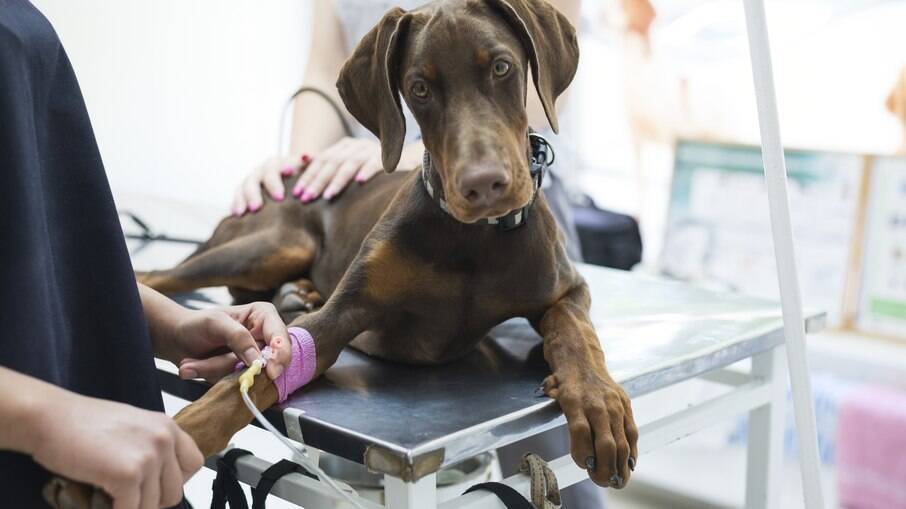 Cachorro em atendimento veterinário