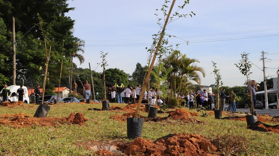 Ação representa um avanço significativo na proposta de arborização urbana e revitalização paisagística da cidade Ação representa um avanço significativo na proposta de arborização urbana e revitalização paisagística da cidade