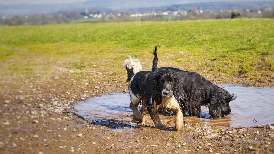Mesmo que o banho pareça incomodar o cão, brincar na lama será sempre uma diversão