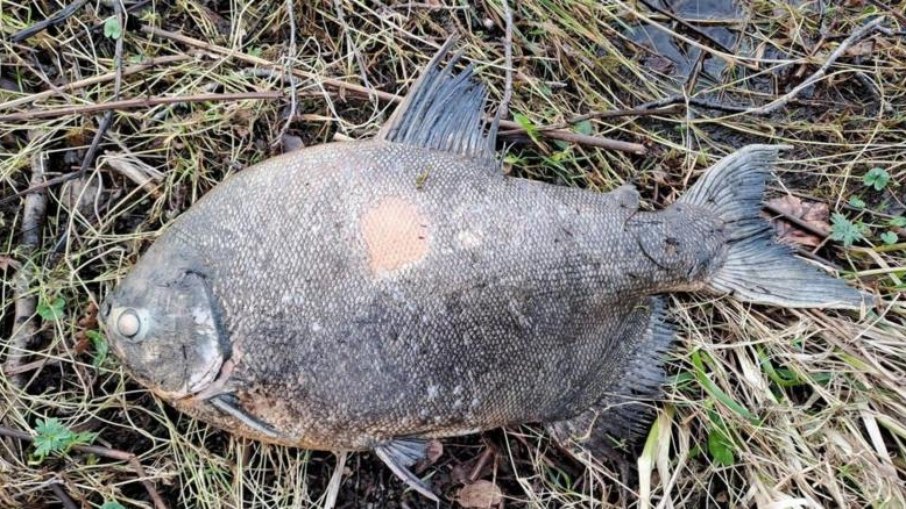 Peixe Pacu da Amazônia foi encontrado na Irlanda