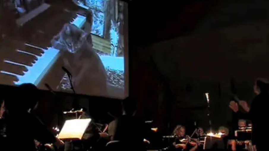 O CATcerto combina uma apresentação de orquestra com imagens de Nora 