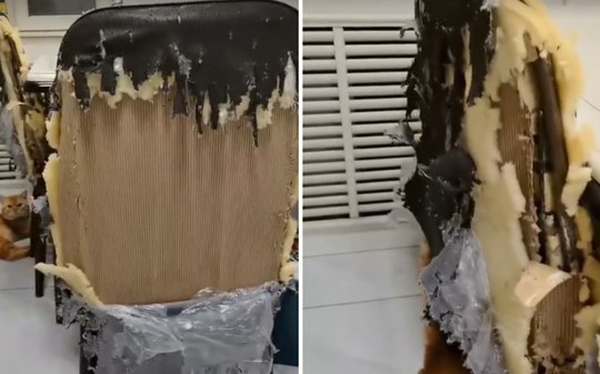 Gato fica sozinho em casa e destrói todas as cadeiras da cozinha