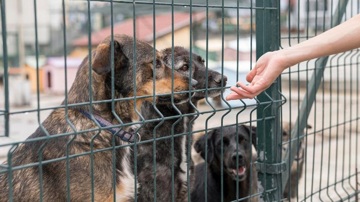 Cartão fidelidade reforça apoio à causa animal em Vinhedo
