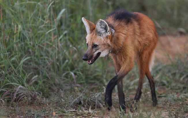 Batalhão de Polícia Ambiental resgatou mais de 1,5 mil animais nas estradas do DF