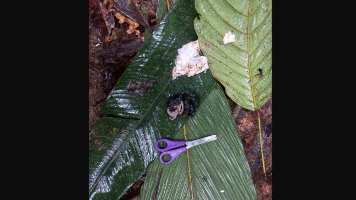 Objetos encontrados com crianças sobreviventes de queda de avião na Amazônia colombiana