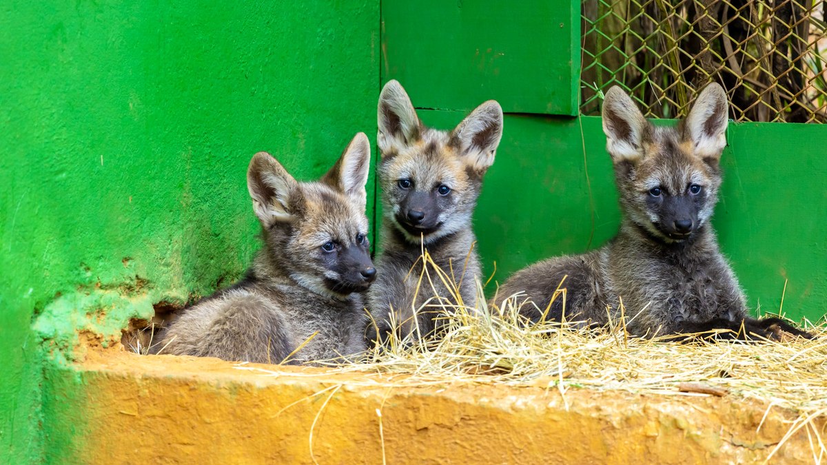 Último dia para votar nos nomes dos filhotes de lobo-guará em SP - QTU Questões do Universo