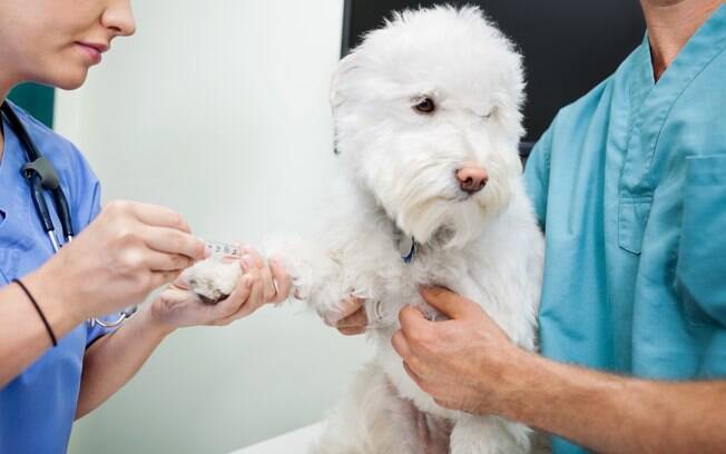 O exame de sangue em animais é importantíssimo no diagnóstico e controle de evolução de doenças. Cabe aos donos não deixarem de fazer sempre que o médico solicitar