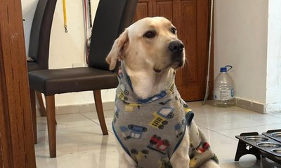 Cão vibra com abertura de programa esportivo e encanta a web