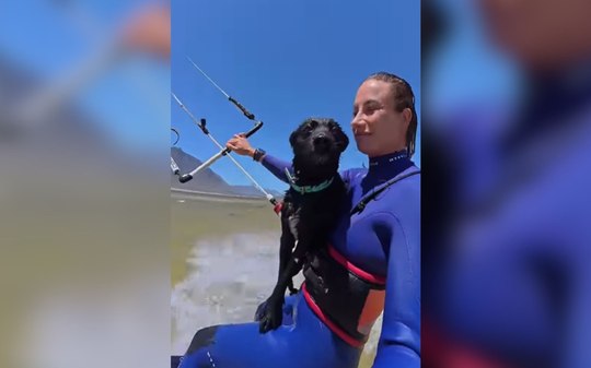 Cão radical acompanha tutora em passeio de kitesurf
