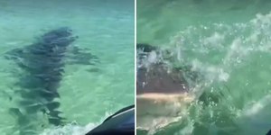 Vídeo impressionante mostra tubarão atacando jetski